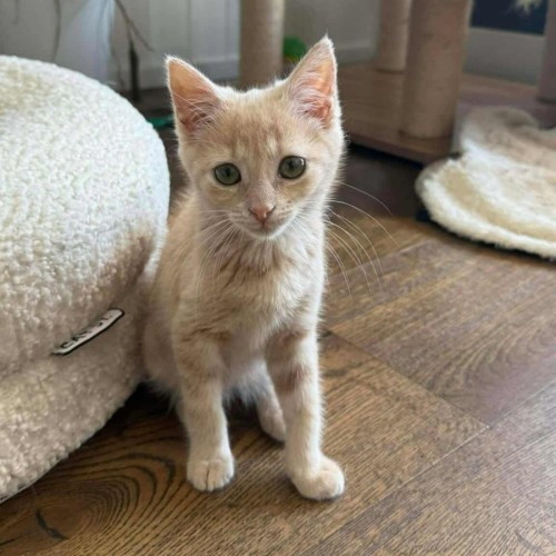 No photo for Sriracha