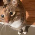 Photo of Ivy