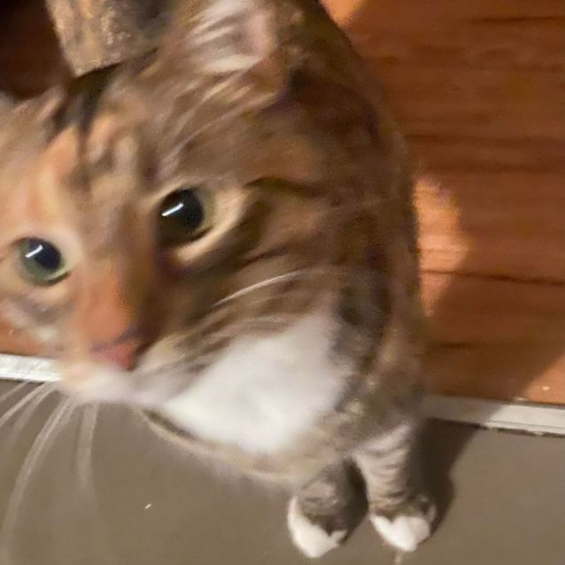 Photo of Ivy