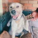 Photo of Bluey