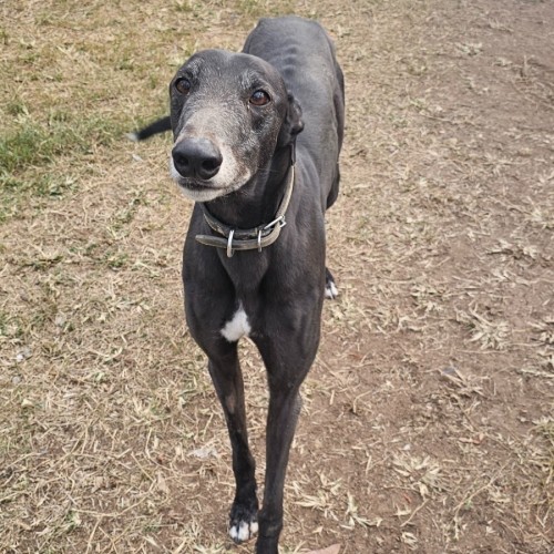 Prancer