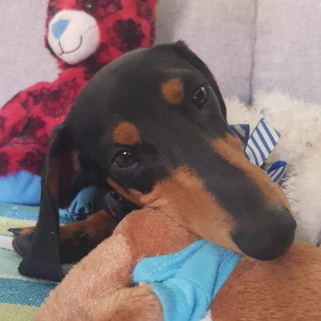 Photo of Ziggy Pupppy