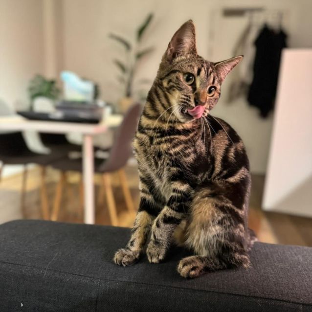 Photo of Lily And Layla