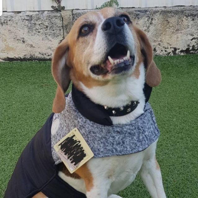 Photo of Jack And Harley 