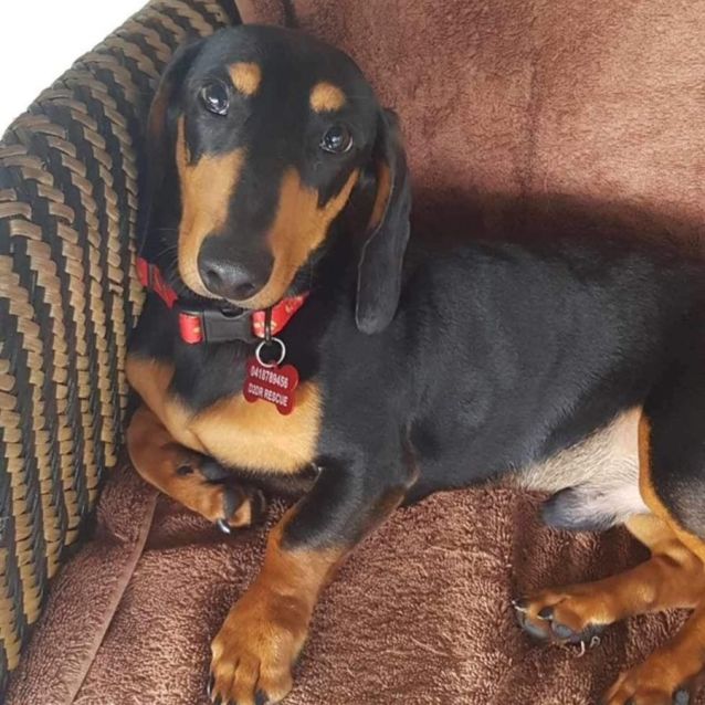 Photo of Ziggy Pupppy