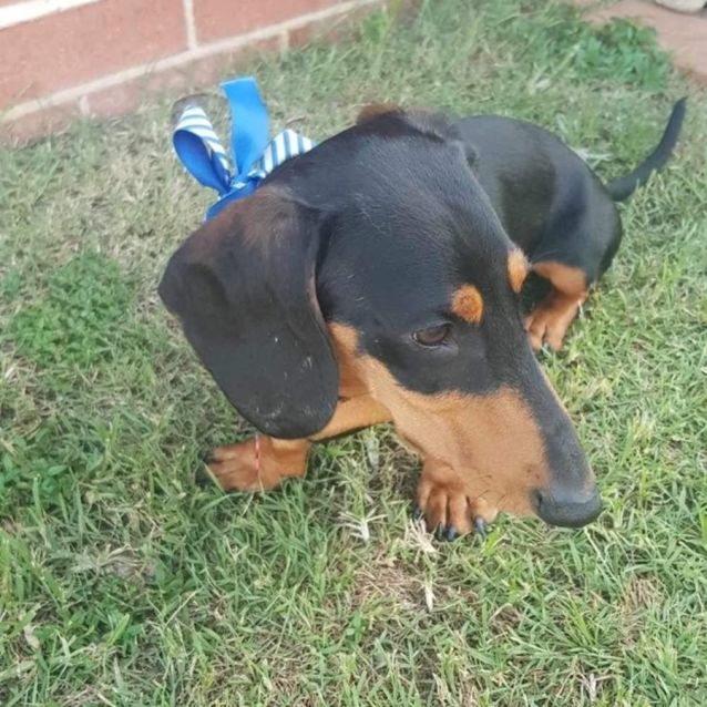 Photo of Ziggy Pupppy