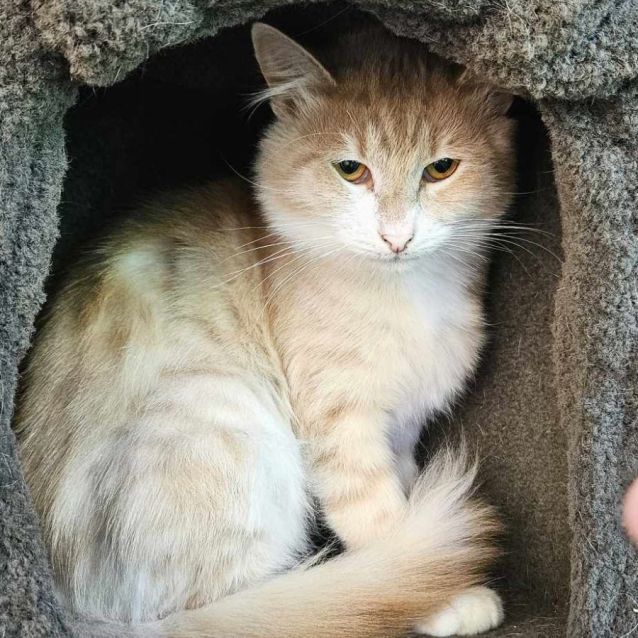 Photo of Benjamin **2nd Chance Cat Rescue**