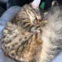 Photo of Eevee