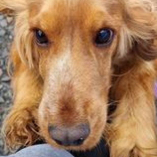 Photo of Honey