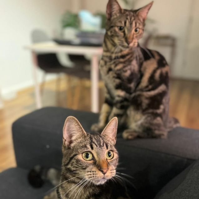 Photo of Lily And Layla