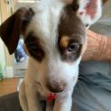 Photo of Poppy