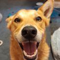 Photo of Rustthorne
