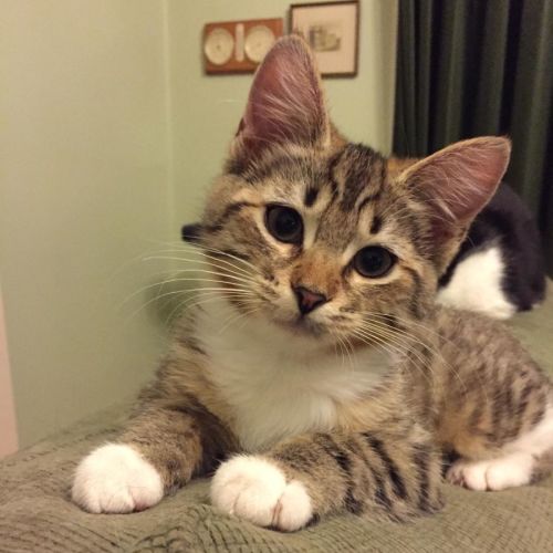 Mae ^^Dandy Cat Rescue^^