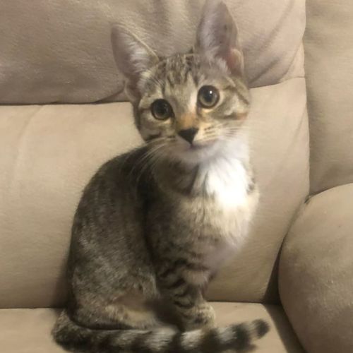 Freya