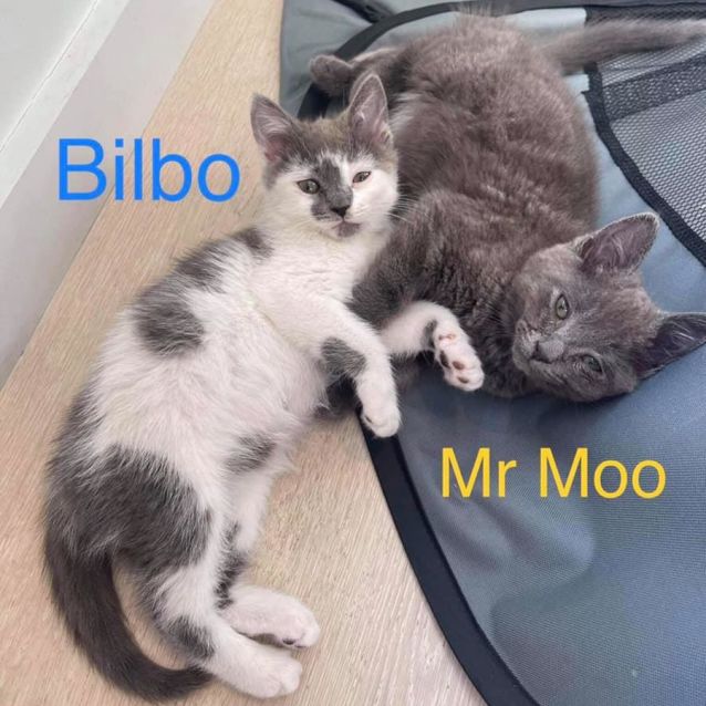 Photo of Bilby And Mr Moo