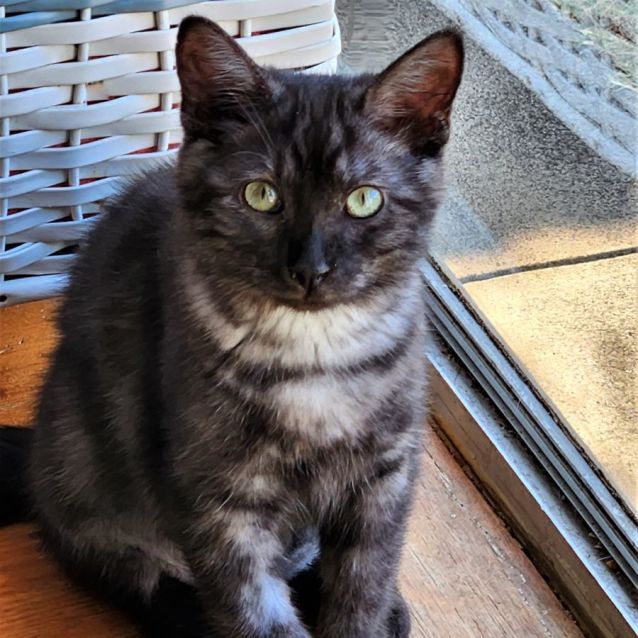 Photo of Vesper ^^Dandy Cat Rescue^^