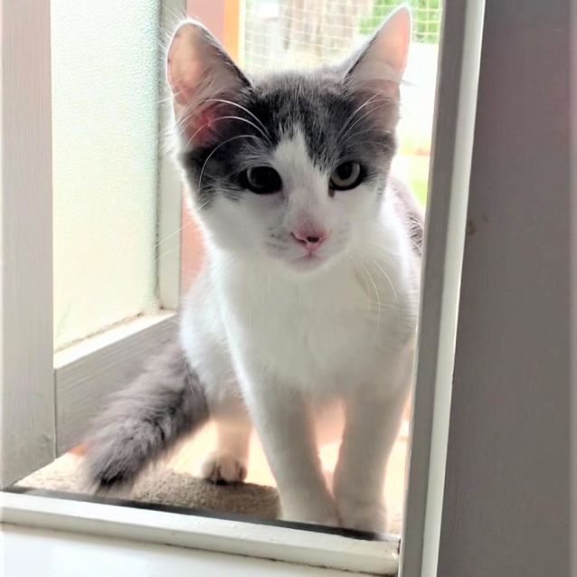 Photo of Zipper ^Dandy Cat Rescue^