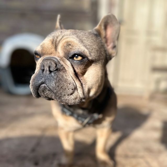 Photo of Chewy & Cookie