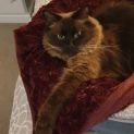 Photo of Elliot **2nd Chance Cat Rescue**