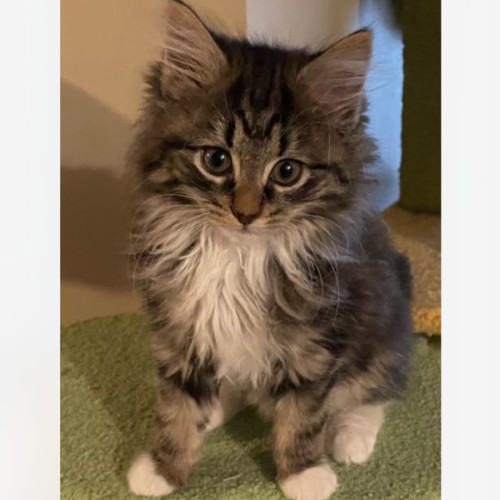 Dorothy the dinosaur meet me@petstock carrum downs