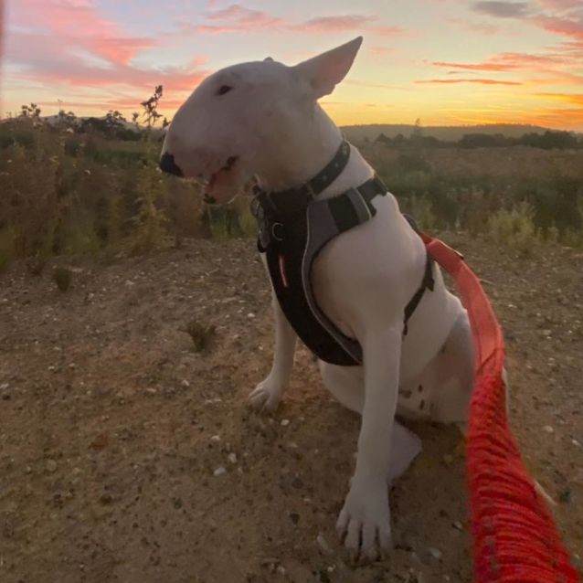 Frankie the hotsell bull terrier