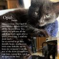 Photo of Opal ** 2nd Chance Cat Rescue**