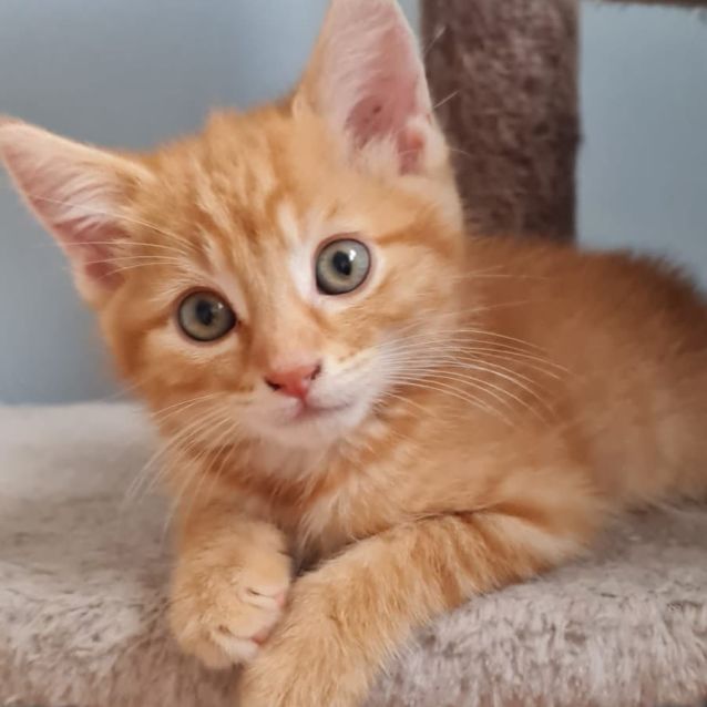 Photo of Tiberius ^Dandy Cat Rescue^