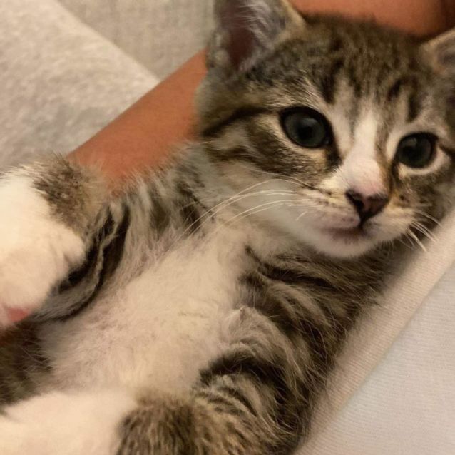Photo of Olive