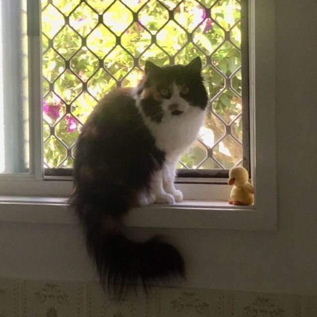 Photo of Spookie (Sally)