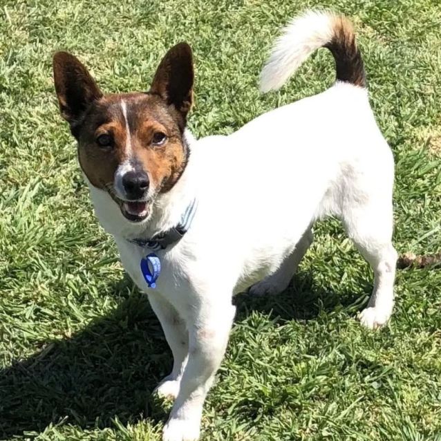 Duffy 7yr Old Foxy X Jack Russ(On Trial 5/10/22) Small Male Fox Terrier x Jack Russell
