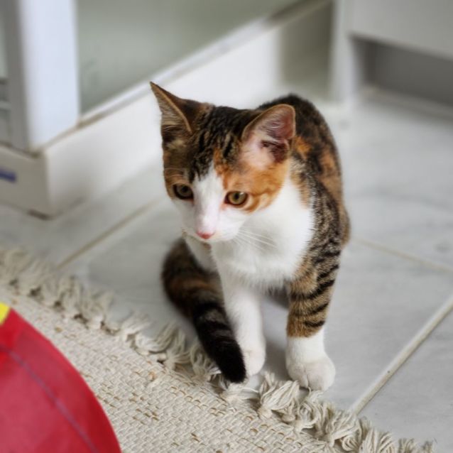 Photo of Cherub ^^Dandy Cat Rescue^^