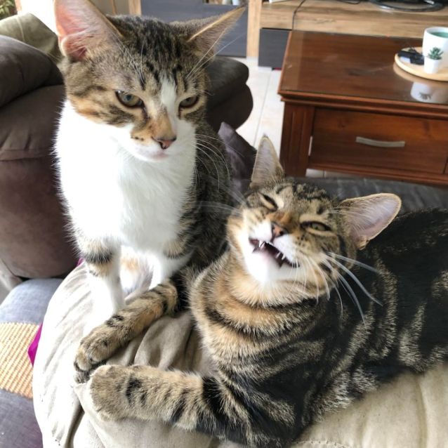 Photo of Eeyore (Located In Bentleigh East)