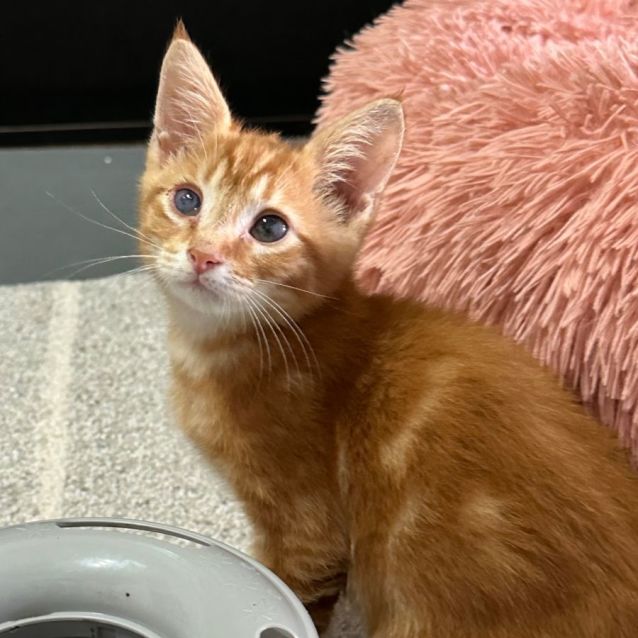 Photo of Thor 🥰🧶