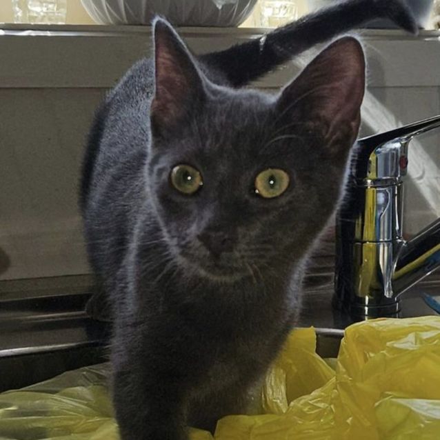 Photo of Jeri **2nd Chance Cat Rescue**