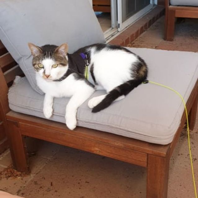 Photo of Milo