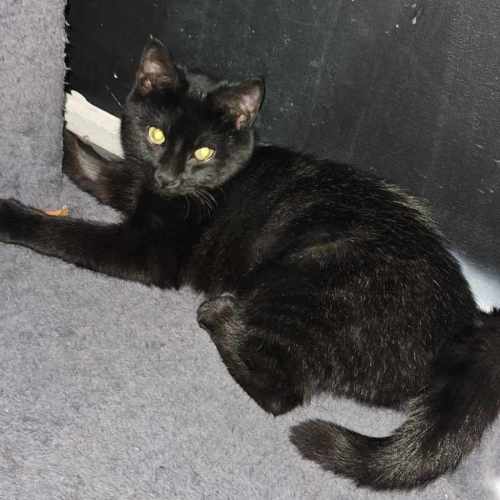 Damara **2nd Chance Cat Rescue**