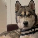 Photo of Lucas
