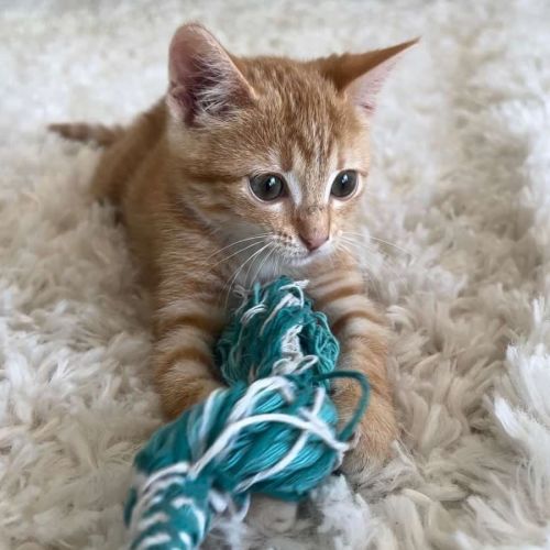 Peach