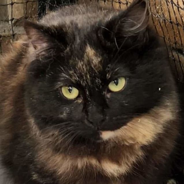 Photo of Cherry