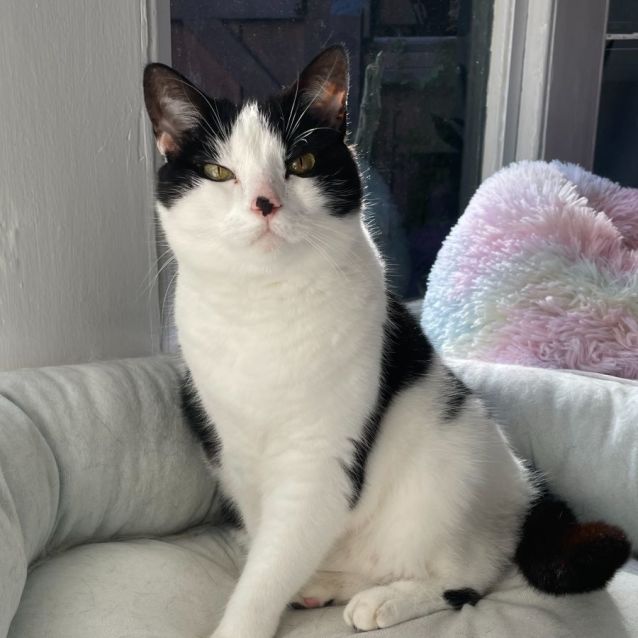 Photo of Kitten *9 Lives Project Rescue*