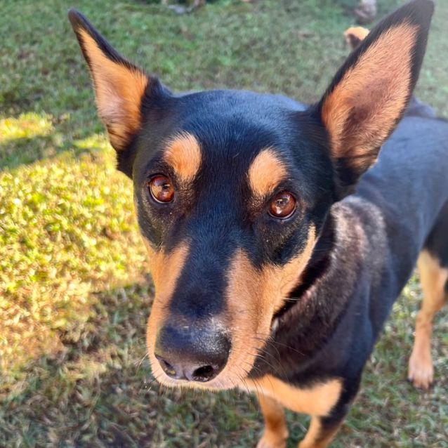 Photo of Diesel