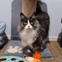 Photo of Rosie & Storm (Located In Wantirna South)