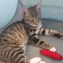 Photo of Chilli **2nd Chance Cat Rescue**