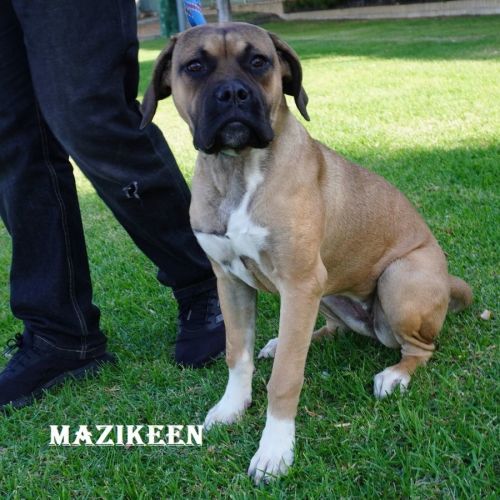 Mazikeen (Mazzy)