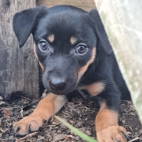 Frankie