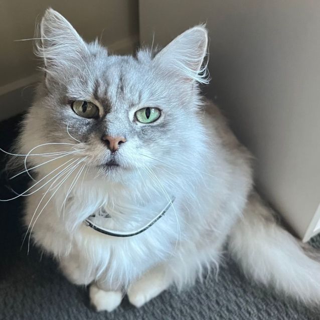Blossom Female Chinchilla x Ragdoll Mix Cat in QLD PetRescue