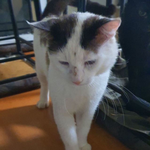 Photo of Tigger  Come & Meet Me At Going Troppo Fish & Pets