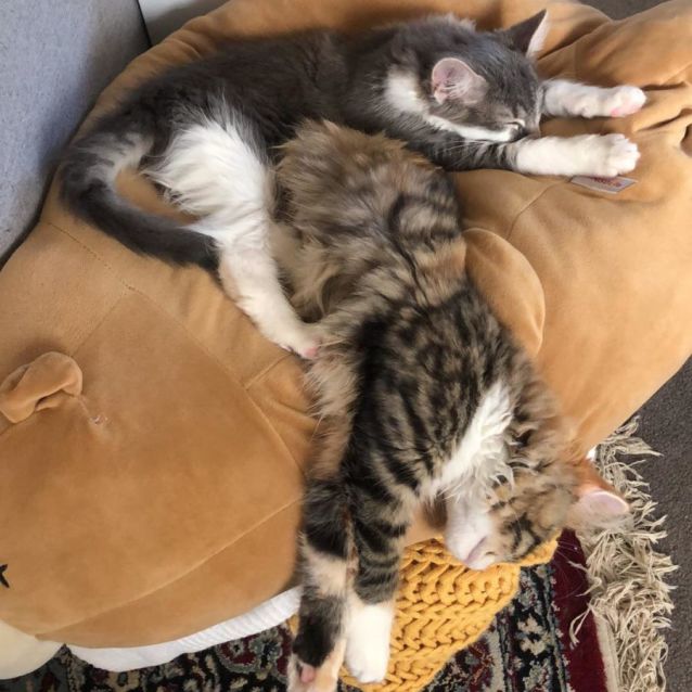 Photo of Chungus (Located In Hawthorn)