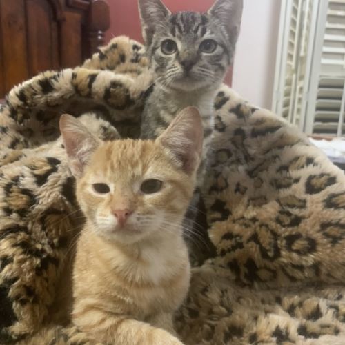 Garfield & Tinker Bell