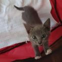 Photo of Stormy  Female Kitten (On Trial 05/03/2022)